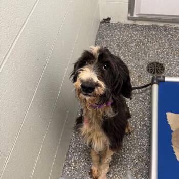 Nova -  Bernese Mountain Dog and Standard Poodle Dog for Adoption in Parkersburg, West Virginia - Nova | PetCurious