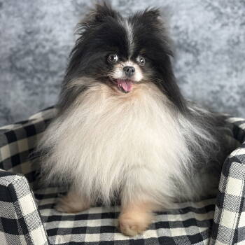 Rescue Pomeranian Dogs for Adoption in Garland, Texas - Mohawk | PetCurious