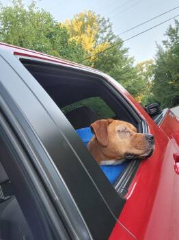 Jasper -  Boxer Dog for Adoption in Bloomington, Indiana - Jasper | PetCurious