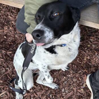 Border Collie and Mixed Breed Dogs Available for Adoption - MIKAELA | PetCurious