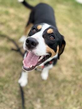 Buddy -  Bernese Mountain Dog and Entlebucher Dog for Adoption in Crystal Lake, Illinois - Buddy | PetCurious