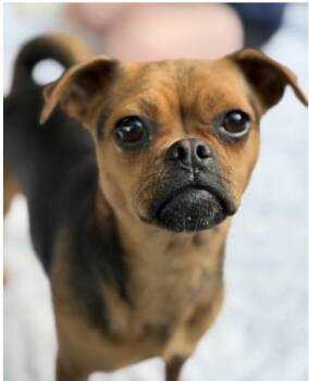 Pug Dogs Available for Adoption in Larkfield-wikiup, California - Penny | PetCurious