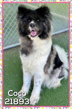 COCO -  Akita Dog for Adoption in Marietta, Georgia - COCO | PetCurious