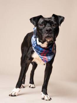 Johnny Cash -  Mixed Breed Dog for Adoption in Atlanta, Georgia - Johnny Cash | PetCurious