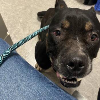 baby -  Mixed Breed Dog for Adoption in Philadelphia, Pennsylvania - Baby | PetCurious