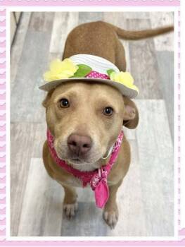 Rescue Mixed Breed Dogs for Adoption in West Bend, Wisconsin - Rae | PetCurious