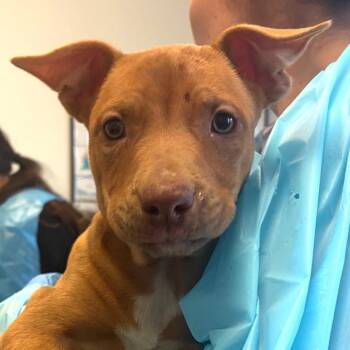 Pit Bull Terrier and Belgian Shepherd Malinois Dogs Available for Adoption in Nashville, Tennessee - Becks | PetCurious