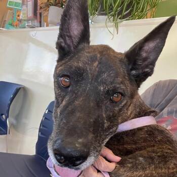 RIP -  Shepherd Dog for Adoption in Enterprise, Alabama - RIP | PetCurious
