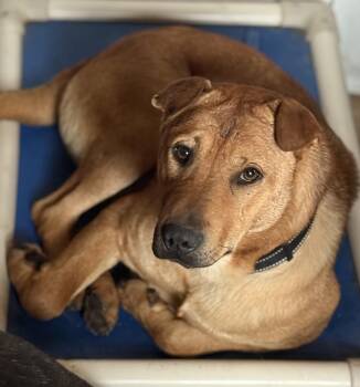 Rescue Shar Pei Dogs for Adoption in Bakersville, North Carolina - Sherman | PetCurious