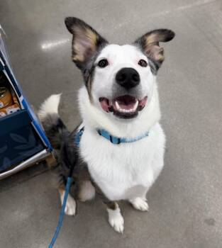 Bandit -  Australian Shepherd and Border Collie Dog for Adoption in Bryan, Texas - Bandit | PetCurious