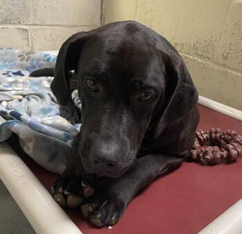 Ruth -  Cane Corso and Black Labrador Retriever Dog for Adoption in Heathsville, Virginia - Ruth | PetCurious