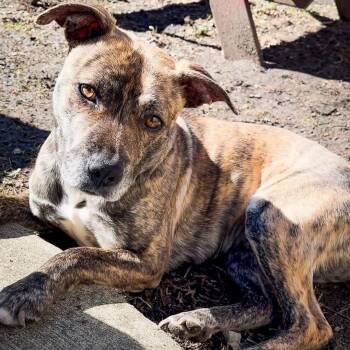 Pit Bull Terrier Dogs Available for Adoption in Detroit, Michigan - Ophelia | PetCurious