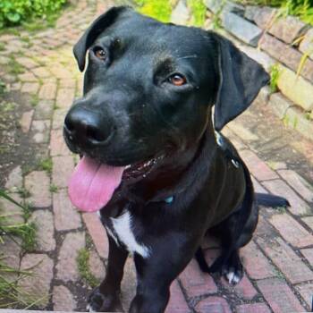 Pit Bull Terrier Dogs Available for Adoption in Richboro, Pennsylvania - Bernie | PetCurious
