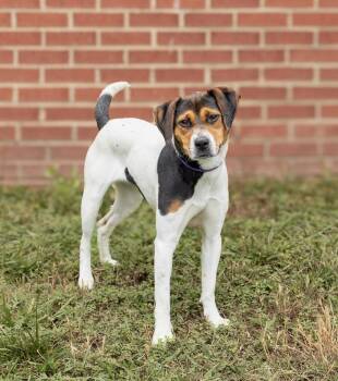 Chatty Cathy -  Mixed Breed Dog Available for Adoption in Durham, North Carolina - Chatty Cathy | PetCurious