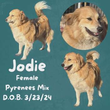 Great Pyrenees Dogs Available for Adoption - Jodie | PetCurious