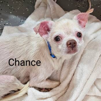 Rescue Chihuahua Dogs for Adoption in Midland, Texas - Chance | PetCurious