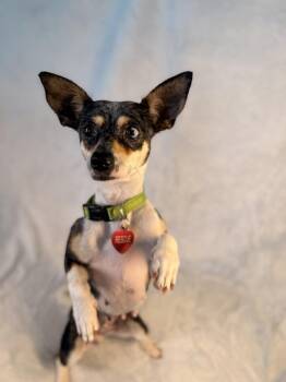 Merle -  Chihuahua and Dachshund Dog for Adoption in Richmond, Texas - Merle | PetCurious