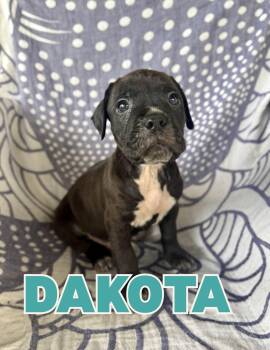 Dakota -  Boxer and Pit Bull Terrier Dog for Adoption in Shalimar, Florida - Dakota | PetCurious