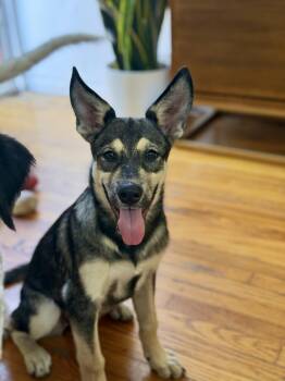 Wolfie -  German Shepherd Dog and Husky Dog for Adoption in Los Gatos, California - Wolfie | PetCurious