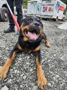 SHAKIRA -  Rottweiler Dog for Adoption in Kent, Washington - SHAKIRA | PetCurious