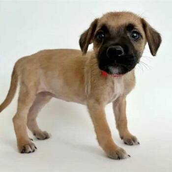 Aloe -  Terrier Dog for Adoption in Brentwood, Missouri - Aloe | PetCurious