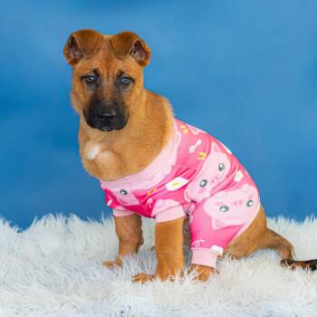 Nela (FKA Chanterelle) -  Shepherd and Mixed Breed Dog for Adoption in Wilmington, Delaware - Nela (FKA Chanterelle) | PetCurious