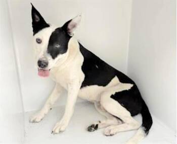 Pit Bull Terrier and Mixed Breed Dogs Available for Adoption in Houston, Texas - A654819 | PetCurious