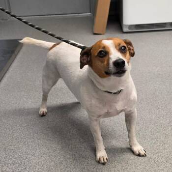 Benny -  Jack Russell Terrier Dog for Adoption in Martinsville, Virginia - Benny | PetCurious