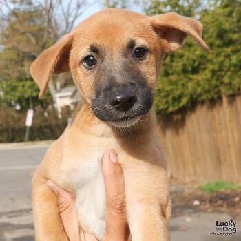 Labrador Retriever Dogs Available for Adoption - Eros | PetCurious