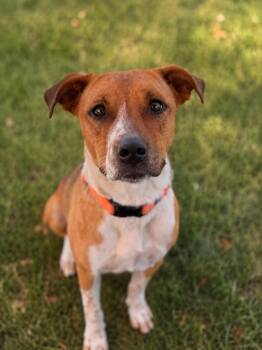 Cattle Dog and Pit Bull Terrier Dogs Available for Adoption in Pleasant Hill, California - Daisy | PetCurious