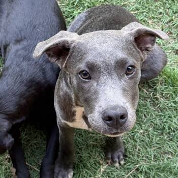 Labrador Retriever Dogs Available for Adoption in Pottsboro, Texas - Ace | PetCurious
