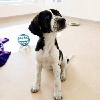 Bowie -  Terrier Dog for Adoption in Brentwood, Missouri - Bowie | PetCurious