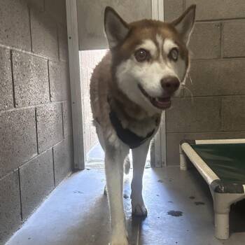 Holt -  Husky Dog for Adoption in Yuma, Arizona - Holt | PetCurious