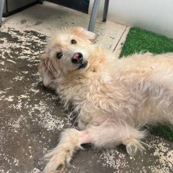 Gordon -  Sheep Dog and Mixed Breed Dog for Adoption in Columbia, Missouri - Gordon | PetCurious