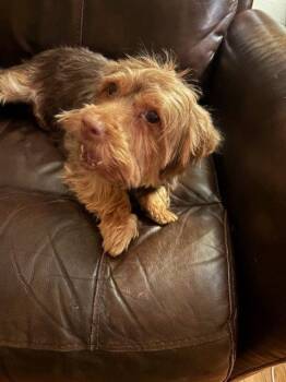Terrier and Yorkshire Terrier Dogs Available for Adoption in Toronto, Ontario - Aria | PetCurious