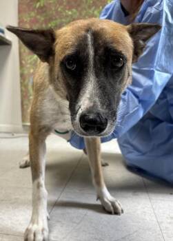 Mara -  Shepherd and Mixed Breed Dog for Adoption in San Antonio, Texas - Mara | PetCurious