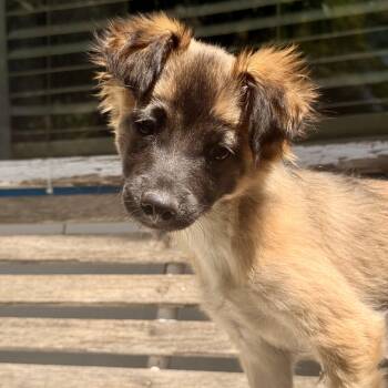Sasha -  Shih Tzu and Chihuahua Dog for Adoption in Modesto, California - Sasha | PetCurious
