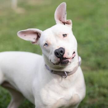Marlee -  Pit Bull Terrier and Dogo Argentino Dog for Adoption - Marlee | PetCurious