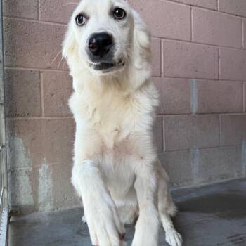 Elsa -  Shepherd and Mixed Breed Dog for Adoption in Yuma, Arizona - Elsa | PetCurious