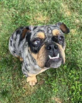 Josie Jo -  English Bulldog Dog for Adoption in Monticello, New York - Josie Jo | PetCurious