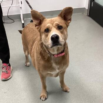 Retriever and Shepherd Dogs Available for Adoption - Luna | PetCurious