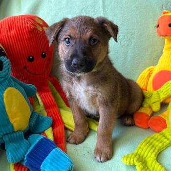 Avalanche -  Shepherd and Mixed Breed Dog for Adoption in Normal, Illinois - Avalanche | PetCurious