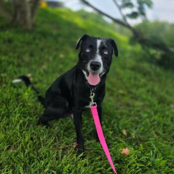 Roxie -  Border Collie Dog for Adoption in Jackson, Missouri - Roxie | PetCurious