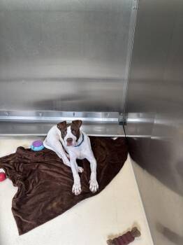 Suzy Cute -  Terrier Dog for Adoption in Kalamazoo, Michigan - Suzy Cute | PetCurious