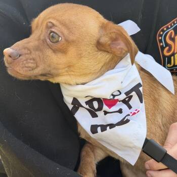 pyro -  Terrier and Mixed Breed Dog for Adoption in Bellingham, Washington - Pyro | PetCurious