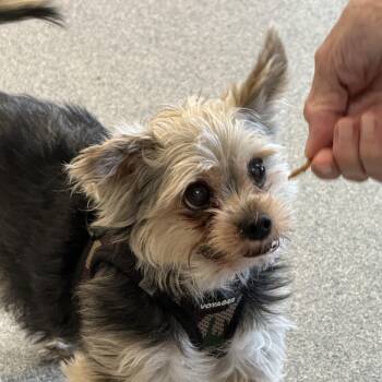 Yorkshire Terrier Dogs Available for Adoption in Yonkers, New York - Buddy | PetCurious