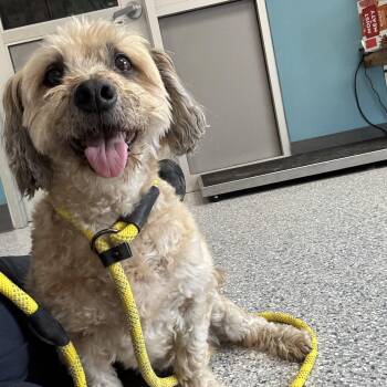 Max -  Lhasa Apso Dog for Adoption in Kansas City, Missouri - Max | PetCurious