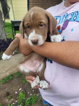 Labrador Retriever Dogs Available for Adoption in San Antonio, Texas - SNUGGLES | PetCurious