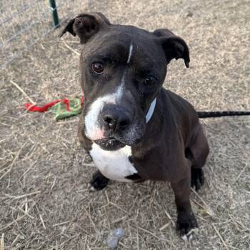 Boxer and Pit Bull Terrier Dogs Available for Adoption - Capone | PetCurious