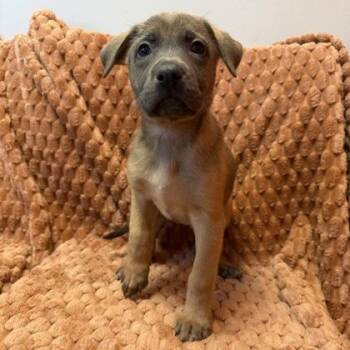 Princess Pocahontas -  Mixed Breed Dog for Adoption in Janesville, Wisconsin - Princess Pocahontas | PetCurious